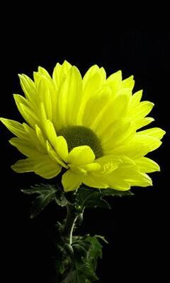 azatutut's profile picture. 