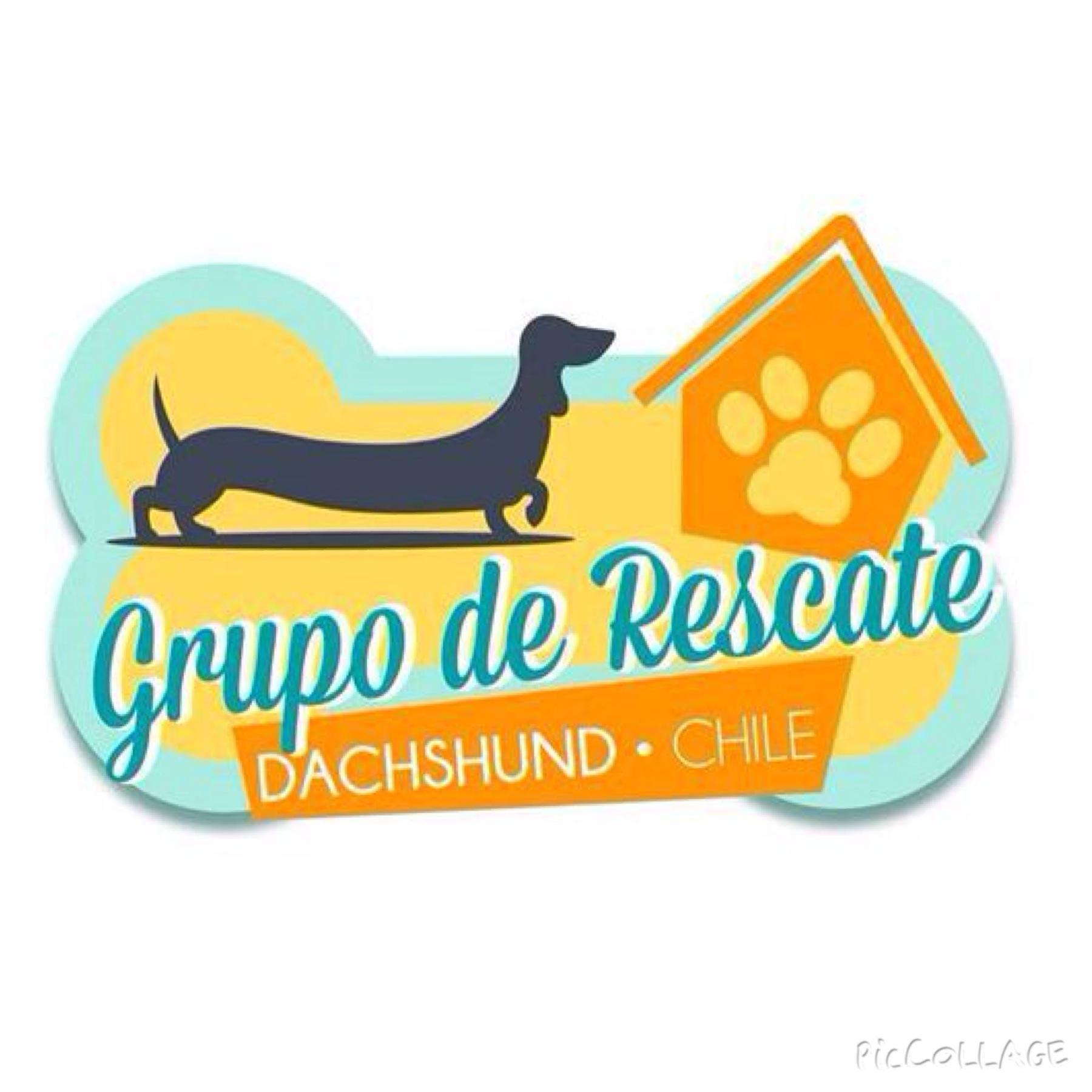 GRUPO RESCATE Y ADOPCIÓN DACHSHUND CHILE. Salchilovers unidos para salvar perritos salchichas abandonados,maltratados y buscarles un hogar. En Fb @lasofiateckel