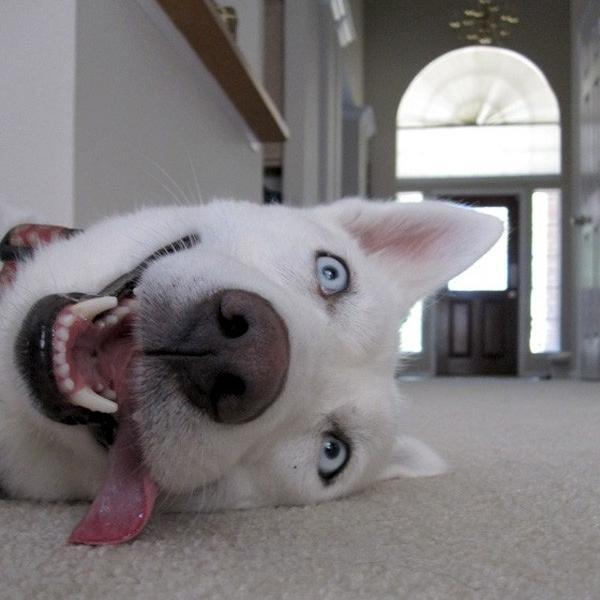 Your daily dose of funny animals from all over the web! Woof!