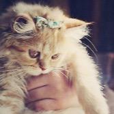 Jihad Dalle (@dallejihad) Twitter profile photo