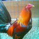 Ramiro Domínguez - @189b80023ea940a - Twitter