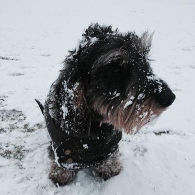 ShotgunSim's profile picture. 