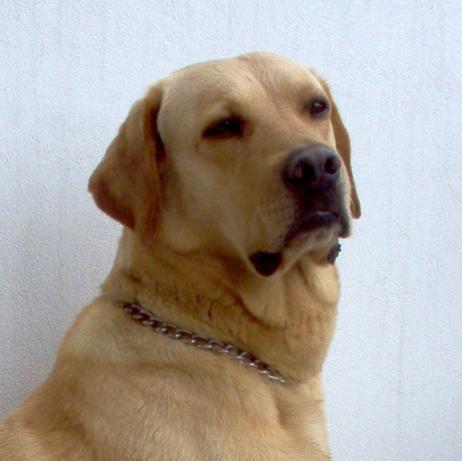 Soy blogger, aprendiz de tecnología, amante de la información, el diseño, la ingeniería y un adicto a los perros y la cafeína