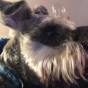 Neil Canavan - @nelliethewelly - Twitter