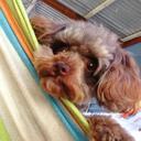 Simon McDonald - @Treblanietsnie - Twitter