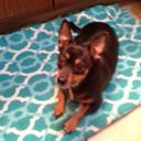 Alexandra wirth - @dogslove1234 - Twitter