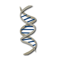 GW Primate Genomics (@gwbradleylab) 's Twitter Profile