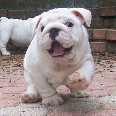 DogsOfLaX's profile picture. Share the puppy pics!!!