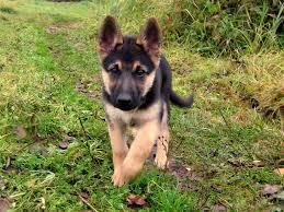 love dogs, chs, sports ,support animal rights, if you follow i will do my best to follow back