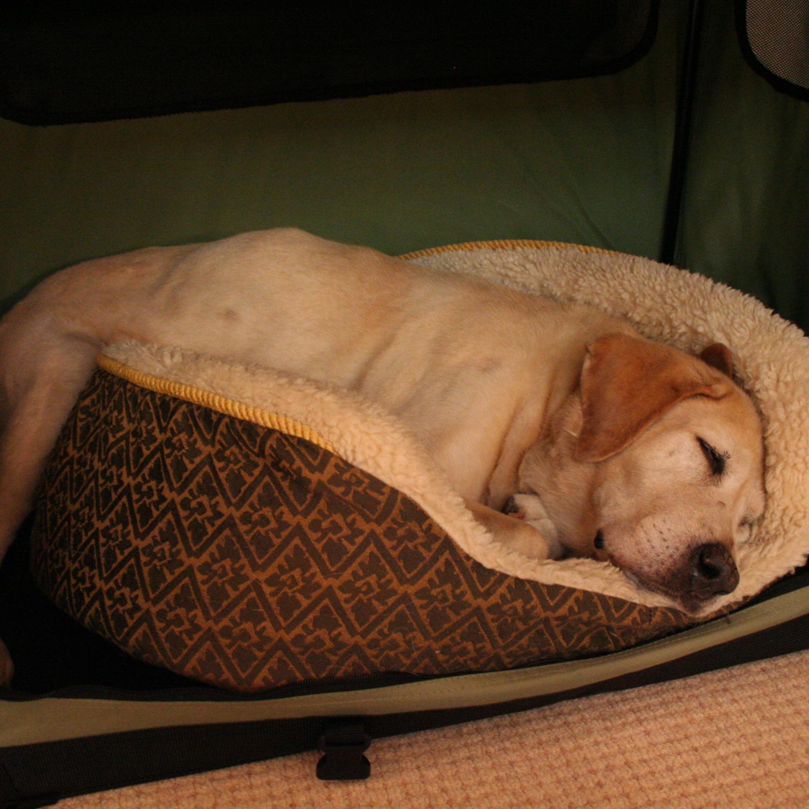 sakinonon's profile picture. ０９年にビーグルのんを、１４年にラブラドールさきをともに17才で見送りました。2匹は私の一生の宝物✨️夫の早期退職で2018年からFIRE生活スタート。趣味は旅行と鳥見。シドニー、台湾、鹿児島が大好きです。ロボホンオーナーです