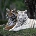 Caleb Lin - @Drago8608Lin - Twitter