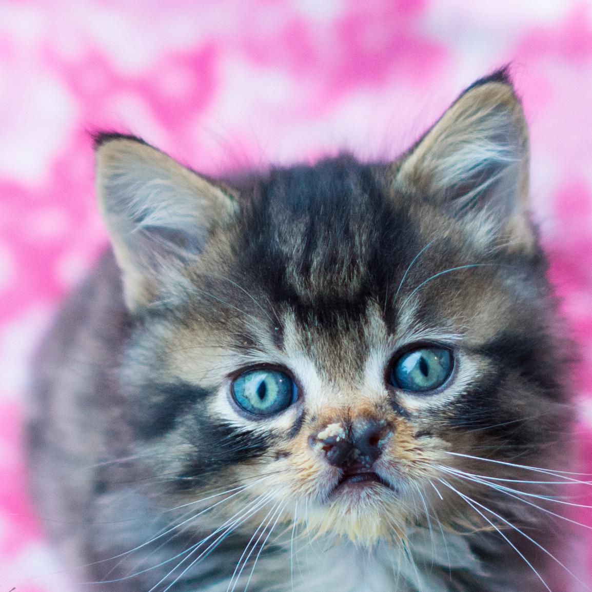 tinykittensHQ Profile Picture