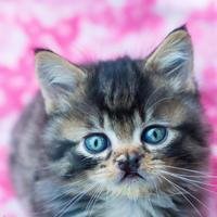 TinyKittens HQ (@tinykittenshq) 's Twitter Profile