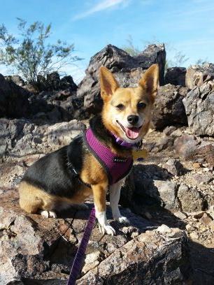 I'm part Corgi/Rat Terrier. I love beef roast & twistix. My mom loves me, I am beyond spoiled!! Facebook Shyanne the Spoiled Corgi