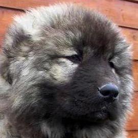 A rather gigantic Caucasian Shepherd puppy, belonging to @EQG_Bolero.
