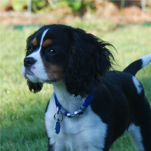 Hey I am Fido.  Looking for adventure but they told me that the economy is bad and I have to get a JOB !
