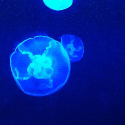 東京理科大学応用物理学科 宮島研究室 Miyajima Lab Twitter