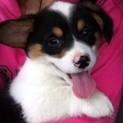 kodathecorgi's profile picture. 