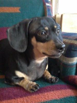 ilovechocopie67's profile picture. 