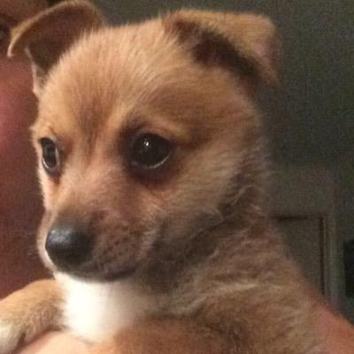 elDiego_pomchi's profile picture. Diego, I'm sweet, cheeky & teeny tiny little boy. My mummy is @lisavioleta & my best friend is @laLulunewfie