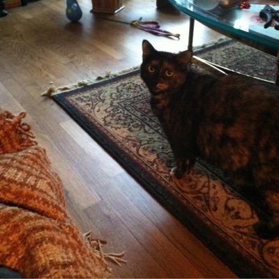 LindaZekas's profile picture. MSN, MJ, APRN, NNP-BC, CPNP-PC, CWON Passionate about pediatric health policy/advocacy (Children with Special Health Care Needs).