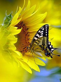 KhalisyahA's profile picture. 