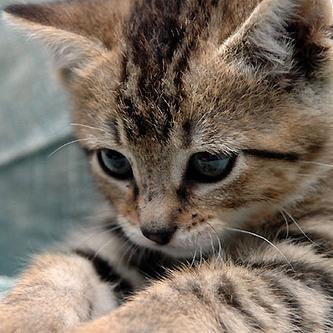 Meow