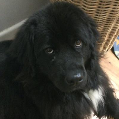 I'm a big Newfoundland who loves to cuddle, run & eat! Mummy is @lisavioleta & my best friend is @el_Diegopomchi
