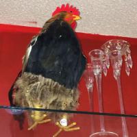 not you (@boburnmeup) 's Twitter Profile