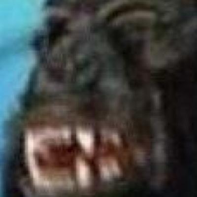 h8rsbeh8in's profile picture. self explanatory