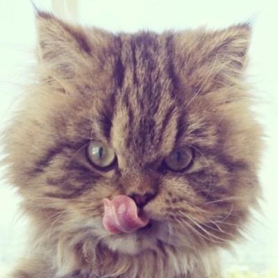 Official account for Smushball. Three legged persian doll face cat with attitude