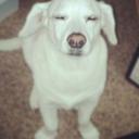 Brad Martz - @14calvinthedog - Twitter