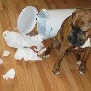 YourDogDidWhat's profile picture. Your Dog Did What?! Follow us for a laugh. The best of #baddog and #dogshaming, with 100% follow back and an occassional sponsored tweet.