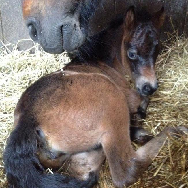 dchinde's profile picture. 