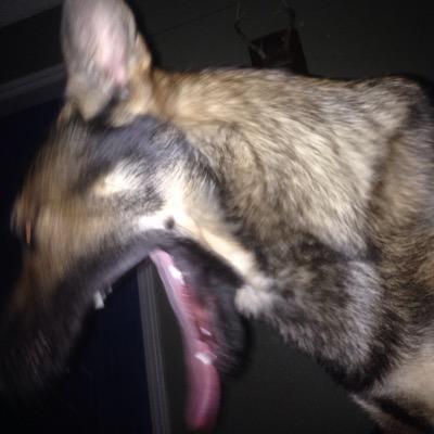 thugalcide's profile picture. I have the best owner in the world and I love him!!! and i love kimberleeeeee almost as much!!!! but i hate dipshits of all kinds WOOF WOOF!!