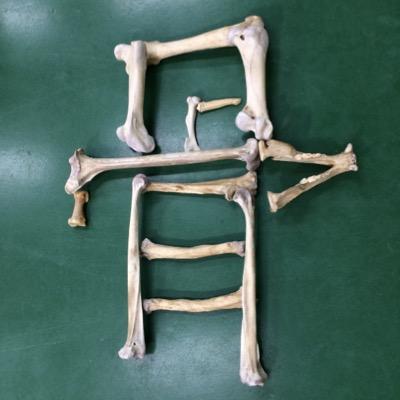 ezohone's profile picture. 帯広畜産大学公式サークル｢畜大えぞほね団｣のTwitterアカウントです！活動内容は主に動物の骨格標本や剥製作り、動物園・博物館でのボランティア、展示会などなど … 興味をお持ちの方はリプライ、DM等々お気軽にどうぞ！【2013.5.20発足】