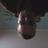 marjuer11's profile image