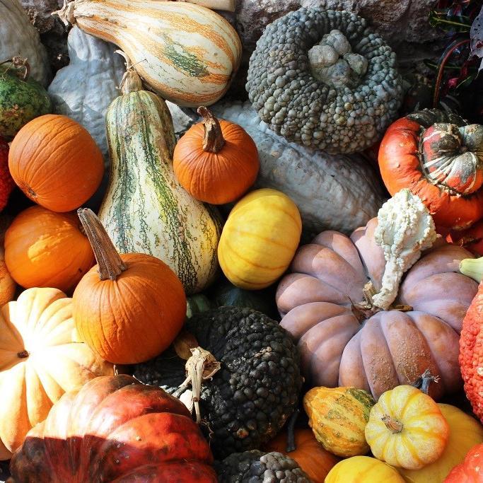 zara_raz's profile picture. 