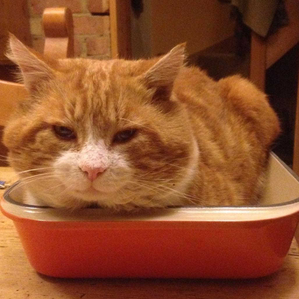 Educator, historian, love Italy and all things Italian. Bossed around by  Emo my resident cat (George now sadly missed) and married to Pete. Opinions my own.