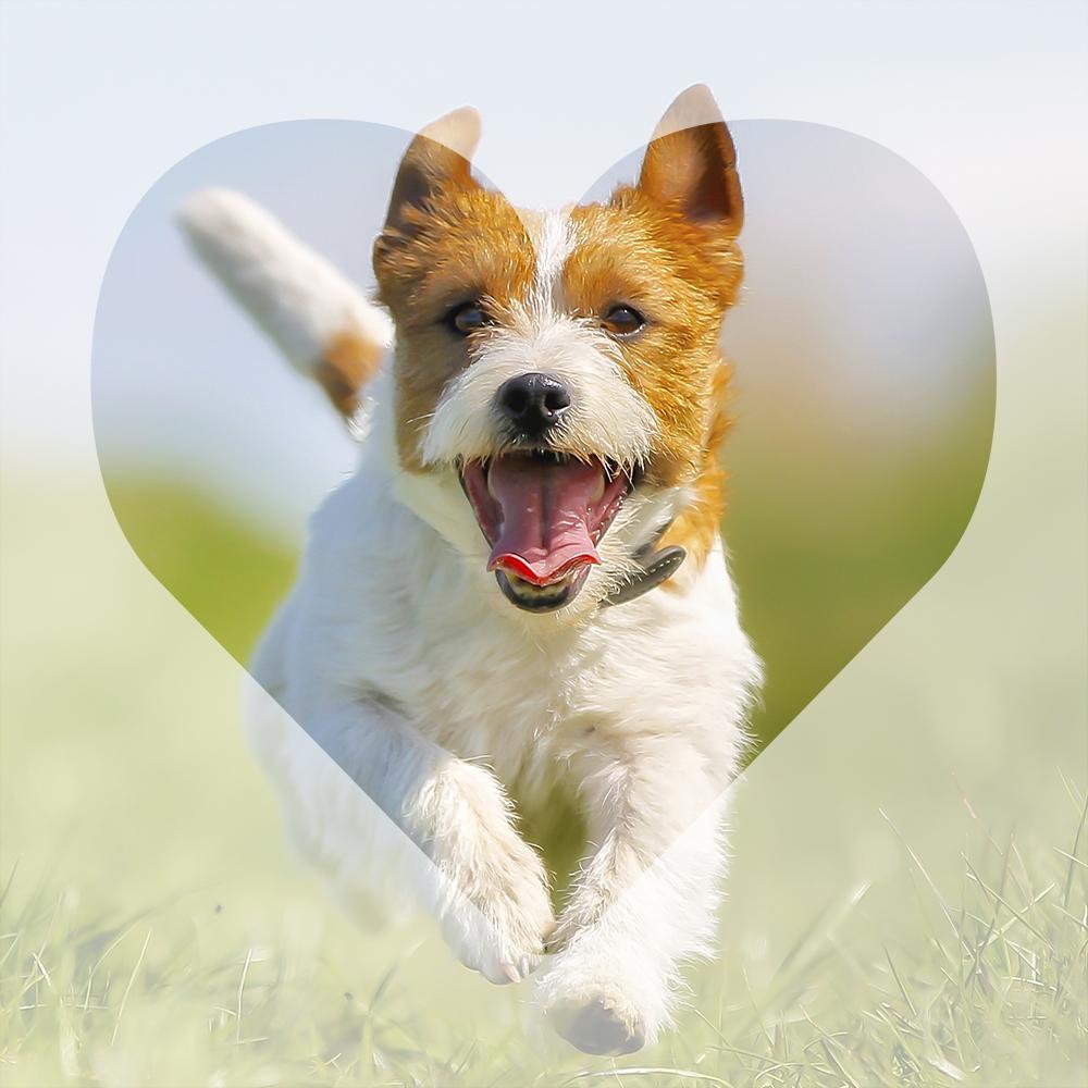 ilovedogswoof's profile picture. A place for dog lovers to enjoy pictures, dog stories and special offers.