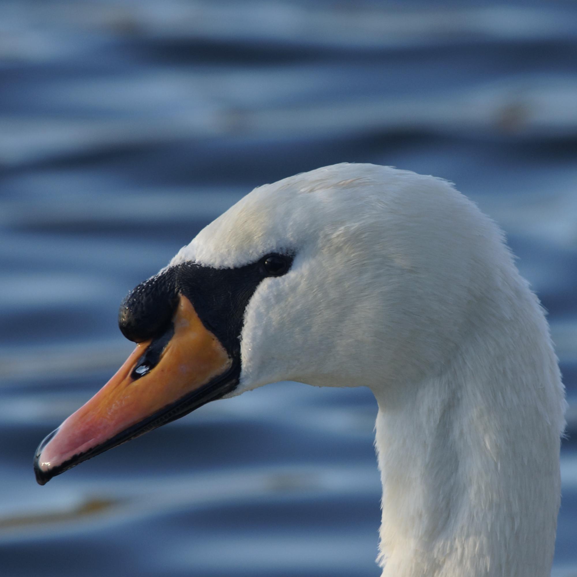 Tweets from #ScottishBorders countryside experts on #nature & #wildlife events & happenings. Official Twitter feed for the Scottish Borders Nature Festival.