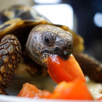 縫うこと編むこと作ること アクアリウム 水草水槽3年目 ADA 室内ビオトープ 植物 リクガメ ネザーランドドワーフ