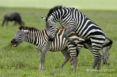 bitedezebre's profile picture. 