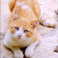 Gingerpaw (@gingerpaw03) 's Twitter Profile