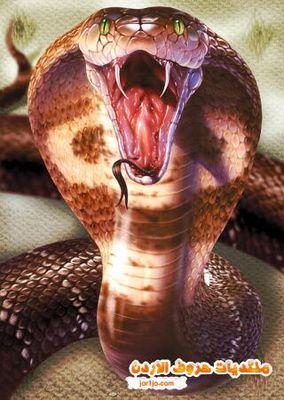 em1t9FGMgwzt2Rj's profile picture. للحق رجال صدقوا ماعاهدوا الله عليه