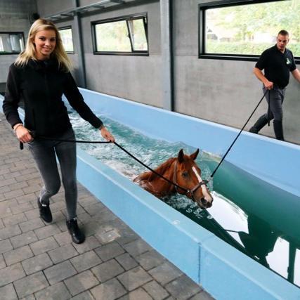 Trainings- en revalidatiecentrum voor paarden en honden