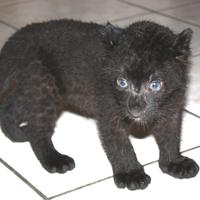 Die_Pele 📯 (@pelegrinab) 's Twitter Profile Photo