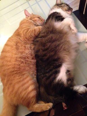Hi ! We are cats .  Follow us for updates