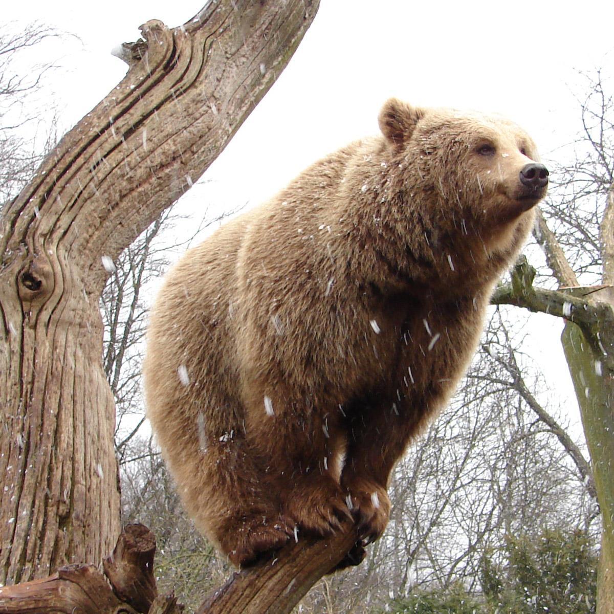 Fuck You Im A Bear
