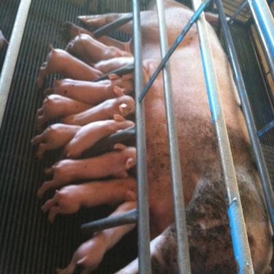 AMVECAJ's profile picture. ASOCIACION DE MÉDICOS VETERINARIOS ESPECIALISTAS EN CERDOS DE LOS ALTOS DE JALISCO
